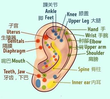 所以可以以此来判断耳朵一次对应的身体部位例如耳垂对应的是头部