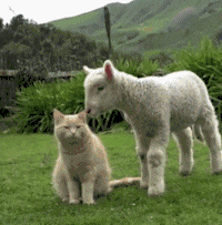 羊群合照, 橘猫不能少.