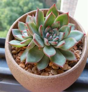 最新多肉 植物 砂 すべての美しい花の画像