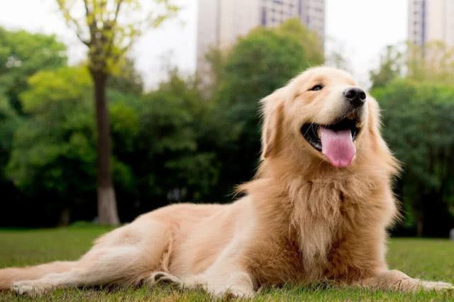 世界名犬排行榜_世界名犬排行榜前十(4)