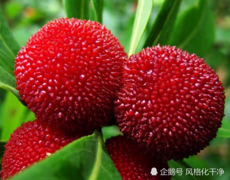 黄连杨梅猜成语_杨梅演员(3)