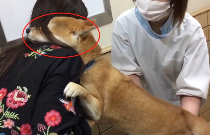 原创柴犬生病打针 因为太紧张咬了主人手掌 宠主 像个孩子