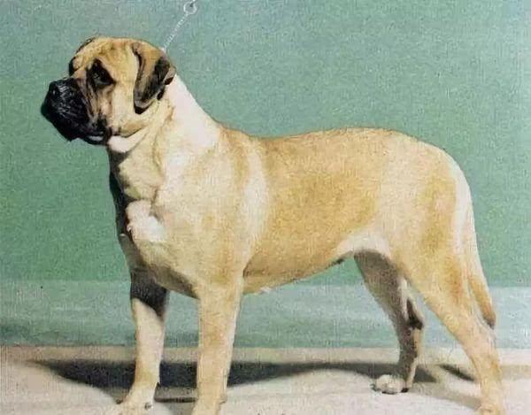 地球上10大笨狗 西施犬与北京犬均上榜 你养了吗