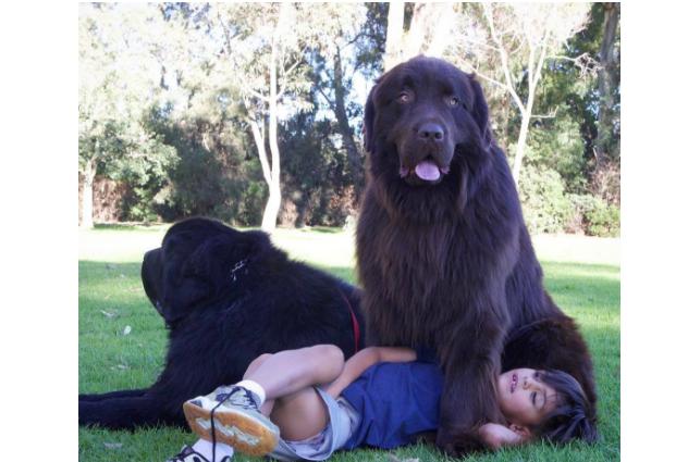世界最大的十大犬种体型大战斗力强 有你喜欢的吗