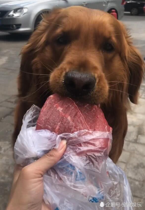 金毛咬一大块生牛肉 馋得口水直来 网友说的话扎心了