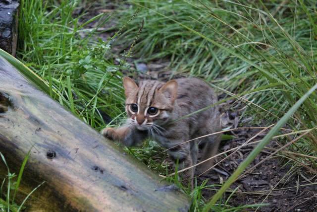 它是世界上最小的猫 个头不大却很勇敢 完美诠释凶萌的意义