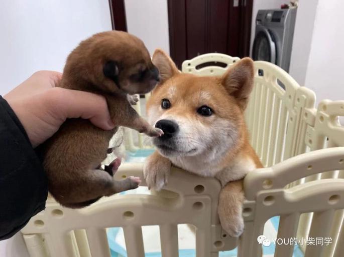 柴犬聪明吗 适不适合在家养 柴犬聪明吗 适不适合在家养