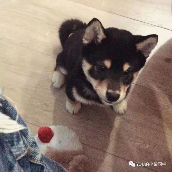 柴犬聪明吗 适不适合在家养