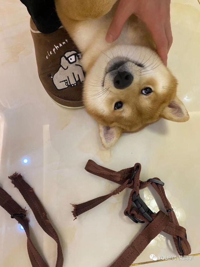 柴犬聪明吗 适不适合在家养 柴犬聪明吗 适不适合在家养