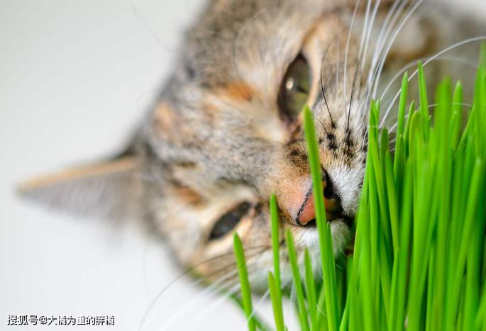 担心猫咪患 毛球症 亲自动手种猫草 有4种效果 还能当零食