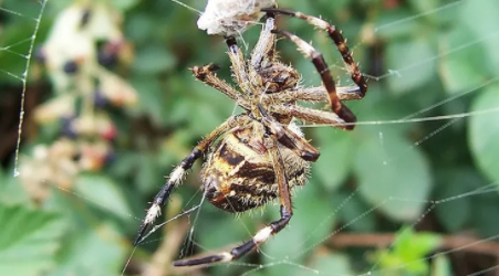 探秘梦境奇缘,土黄色大肚子蜘蛛的寓意与解析 探秘梦境奇缘,土黄色大肚子蜘蛛的寓意与解析